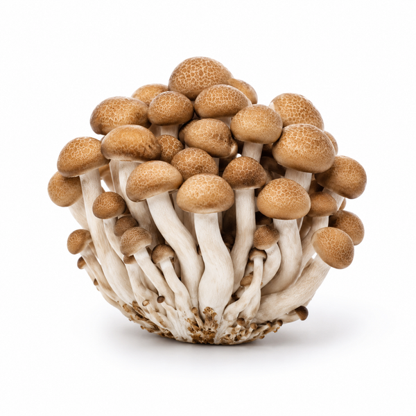 Brown Shimeji Mushroom