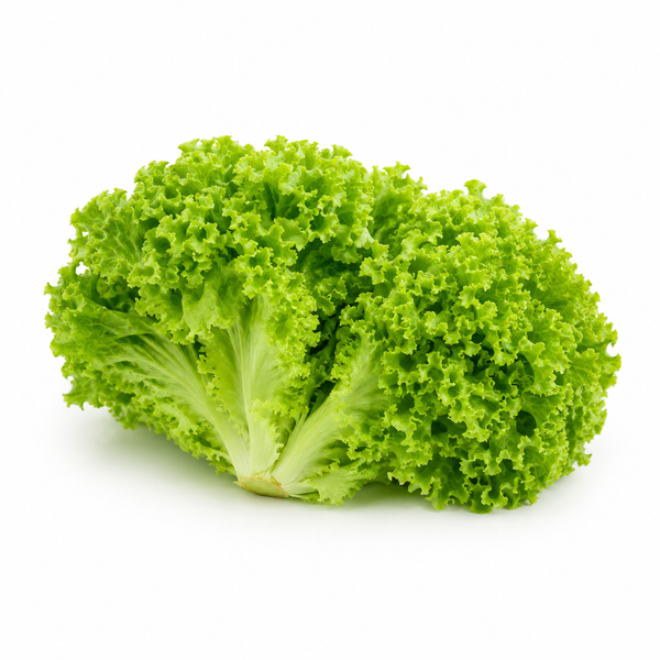 Curly Lettuce