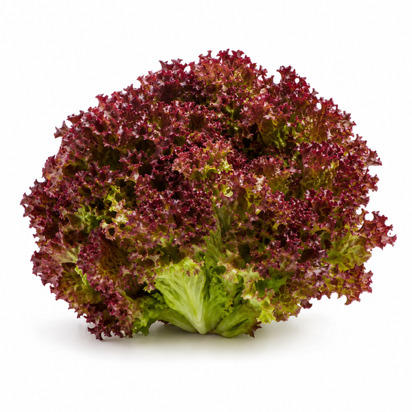Lollo Rosso