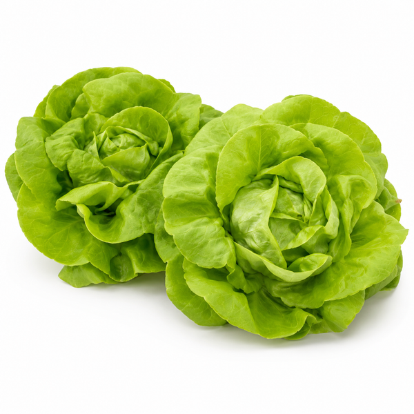 Butterhead Lettuce