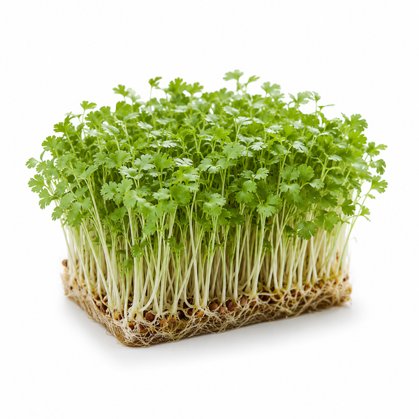 Coriander Cress
