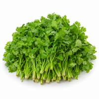 Coriander