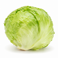 Iceberg Lettuce