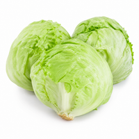 Iceberg Lettuce