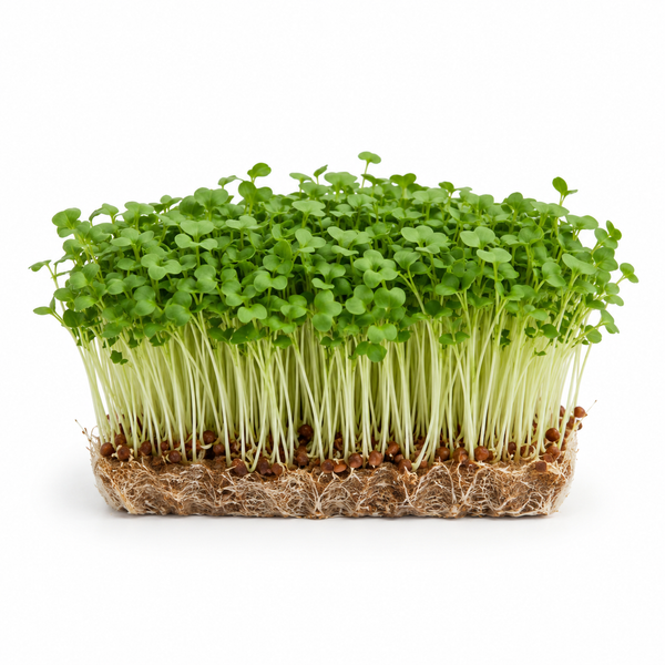 Mustard Cress