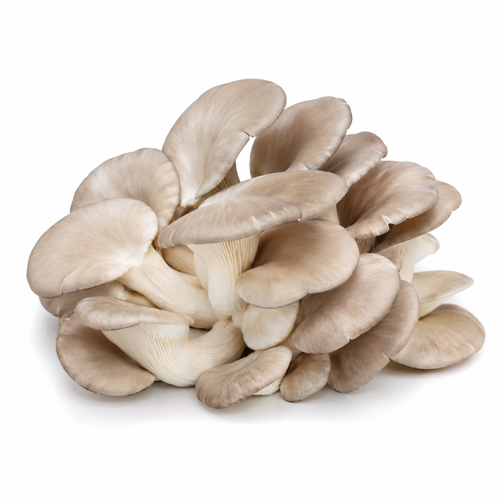 Oyster Mushroom