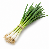 Spring Onion